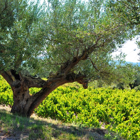 The olive and the vine in Pierrefeu du Var The olive and the vine in Pierrefeu du Var