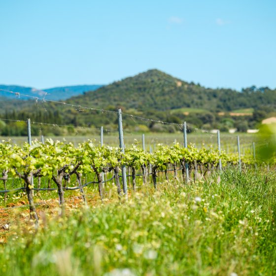 The work of the vineyard and the land at La Londe les Maures Vignobles d'excetpion