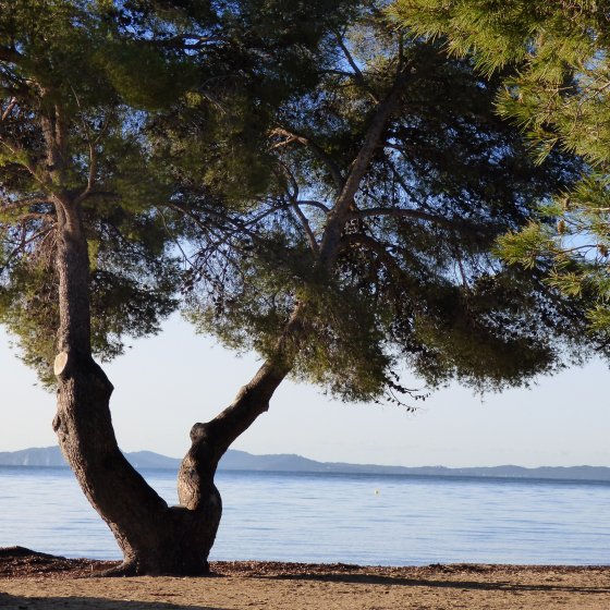 Pine forest of the Argentiere beach in La Londe les Maures in the Var Maritime pine at the Argentière beach in La Londe les Maures