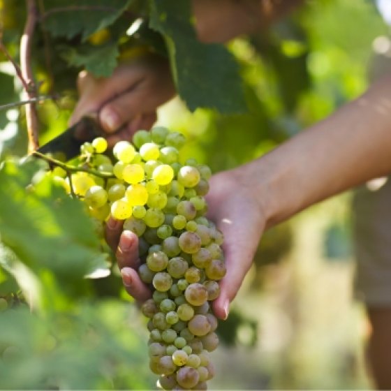Vineyard in Cuers in the Mediterranean Porte des Maures Vineyard in Cuers in the Mediterranean Porte des Maures
