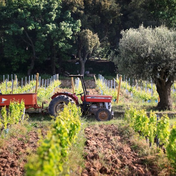 The work of the vineyard and the land at La Londe les Maures  The work of the vineyard and the land at La Londe les Maures